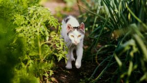Witte kat met zwarte vlekken loopt tussen planten in een tuin, een typisch voorbeeld van kattenoverlast.