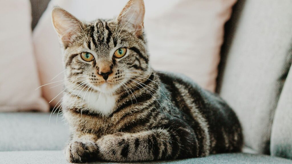 Grijsgestreepte huiskat ligt ontspannen op een bank, symbool voor de kat als huisdier en buurtdier.