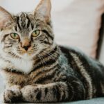 Grijsgestreepte huiskat ligt ontspannen op een bank, symbool voor de kat als huisdier en buurtdier.